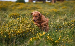 Labrador Retriever dogs for sale: 9 KC Registered Fox Red Labrador Puppies  - Image 4