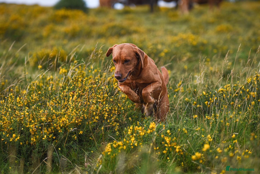 Labrador Retriever dogs for sale: 9 KC Registered Fox Red Labrador Puppies  - Image 4