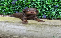 Miniature Dachshund dogs for sale: Long Haired Miniature Dachshund puppies - Image 12