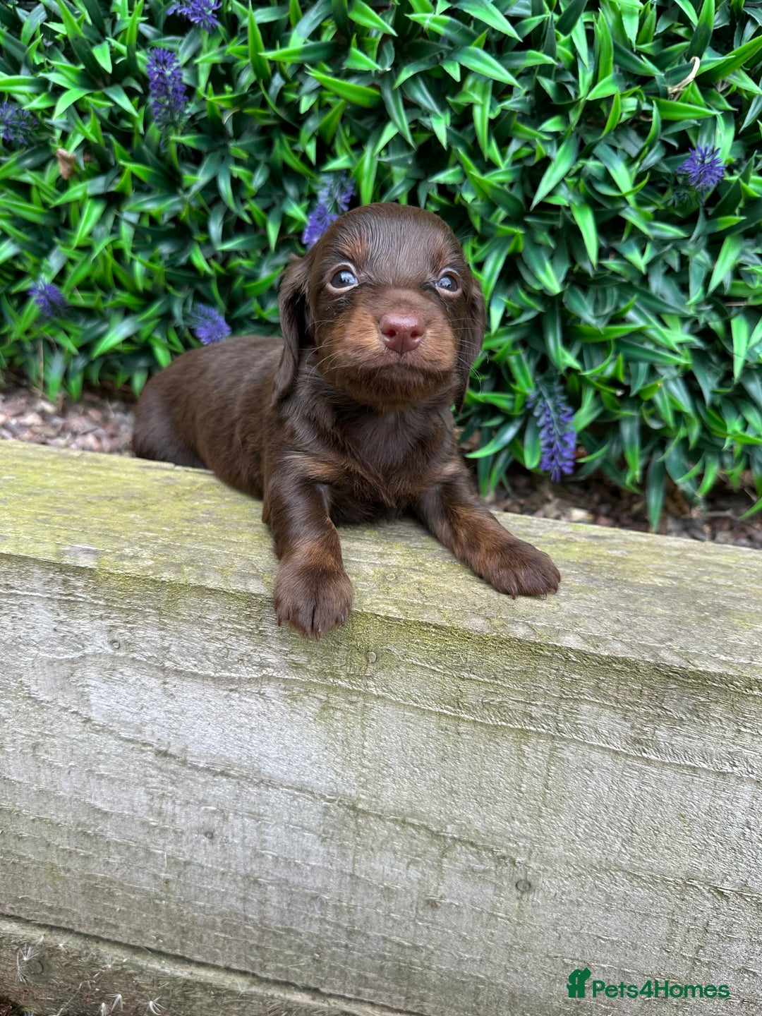 Miniature Dachshund dogs for sale: Long Haired Miniature Dachshund puppies - Image 12