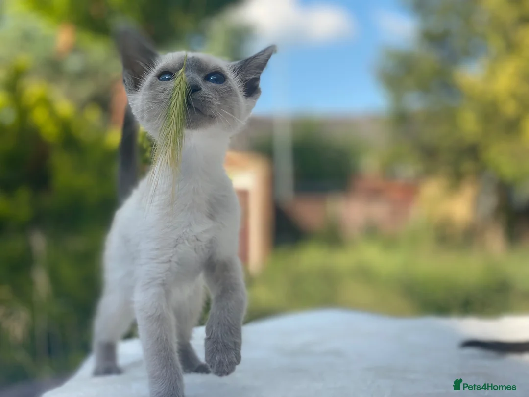 Siamese cats for sale: 💚🤍🐱 SIAMESE KITTENS 🐱🤍💙  - Advert 16
