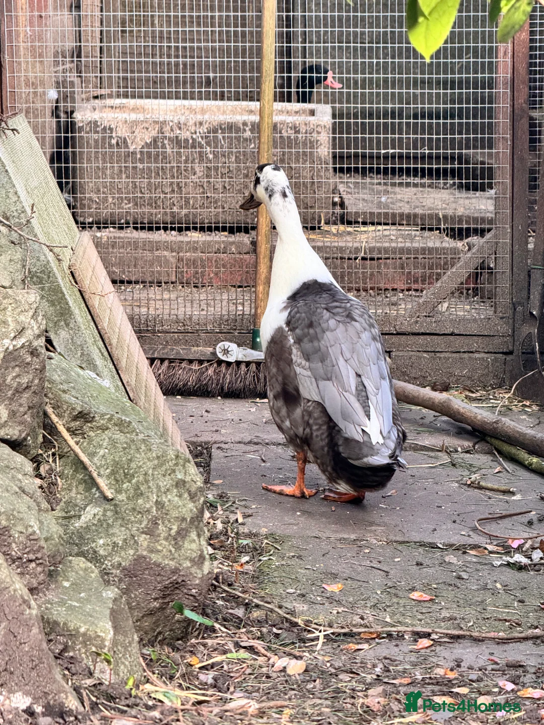 Ducks poultry for sale: Runner duck drake  - Advert 2