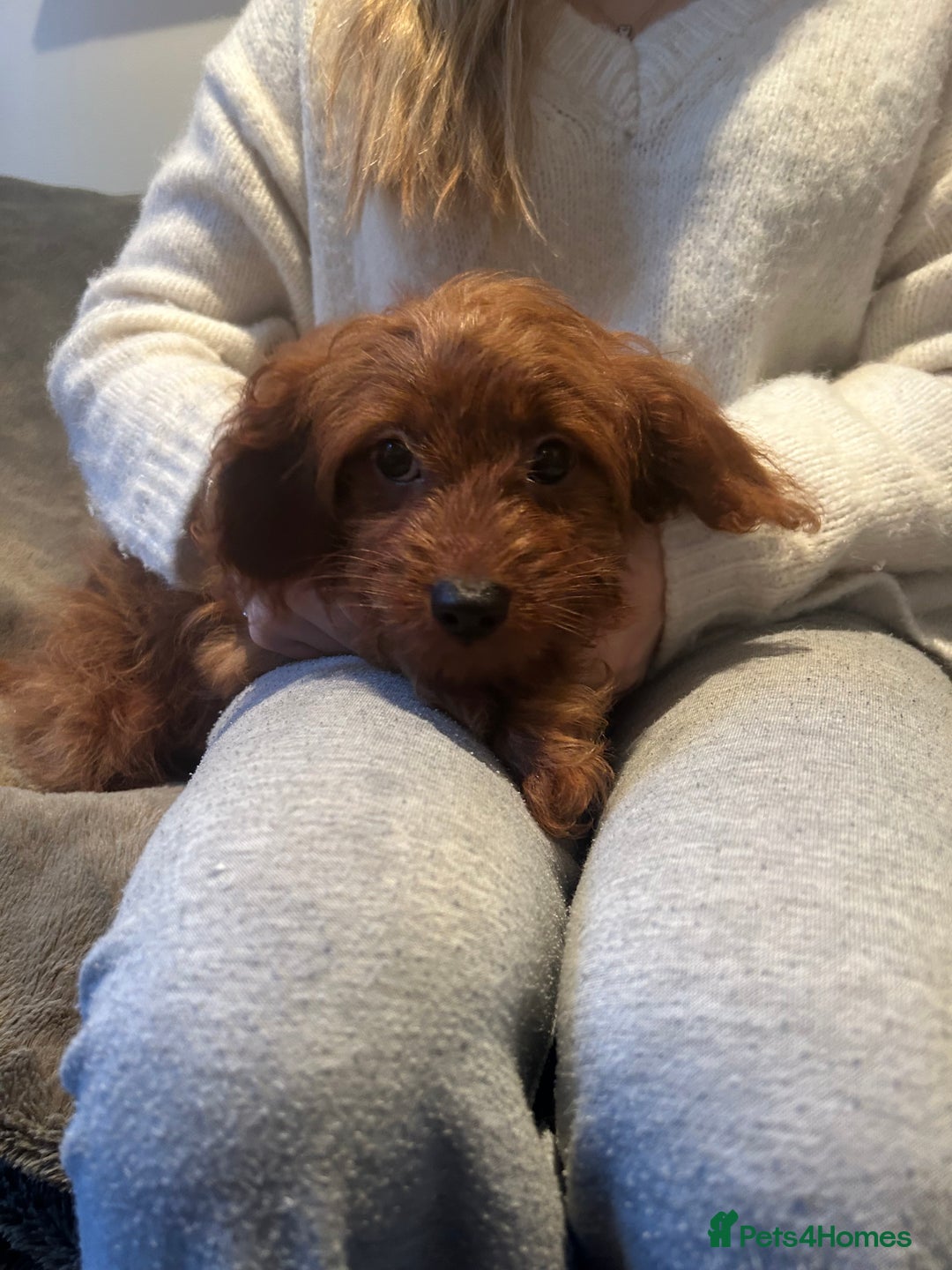 Cavapoo dogs for sale: Miniature Cavapoo puppies ready to leave - Advert 5