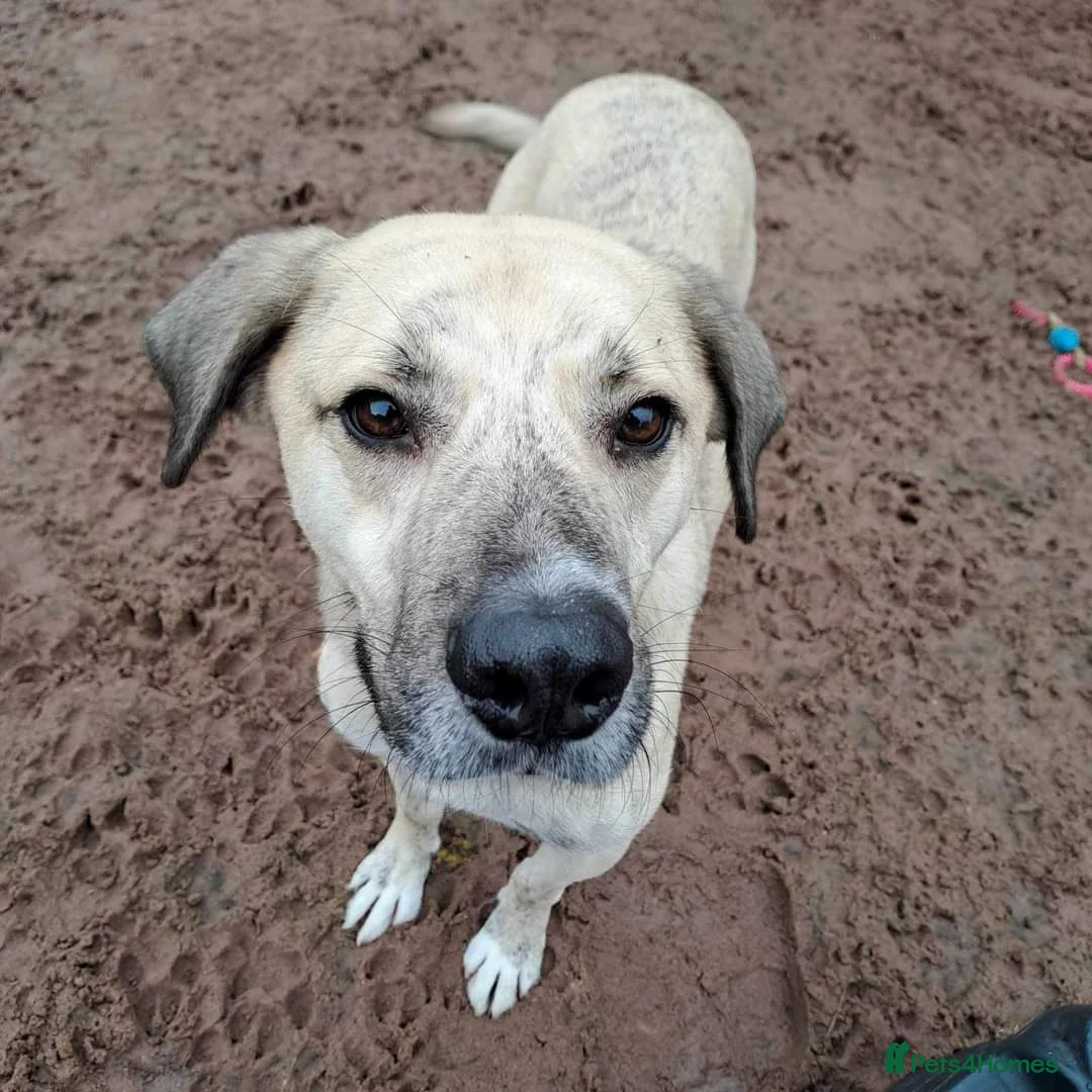 Mixed Breed dogs for adoption: Meet Ziggy, currently residing in Cheshire  in Nantwich - Advert 8