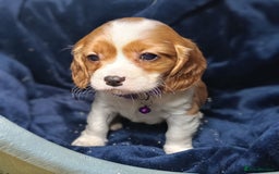 Cavalier King Charles Spaniel dogs for sale: 🩷KC Registered Cavalier King Charles Spaniels 🩷 - Image 12
