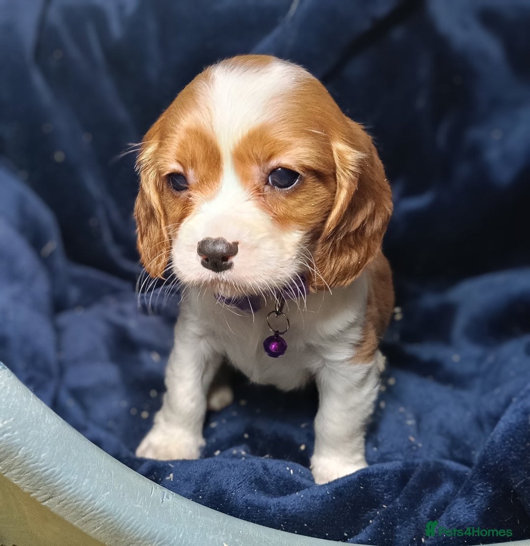 Cavalier King Charles Spaniel dogs for sale: 🩷KC Registered Cavalier King Charles Spaniels 🩷 - Image 12