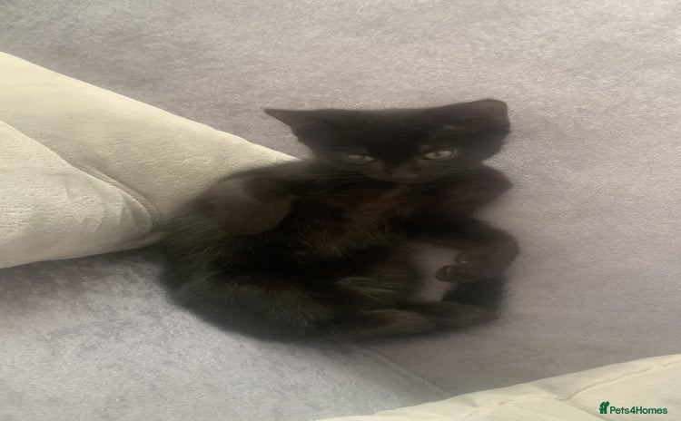 Mixed Breed cats - Advert 12