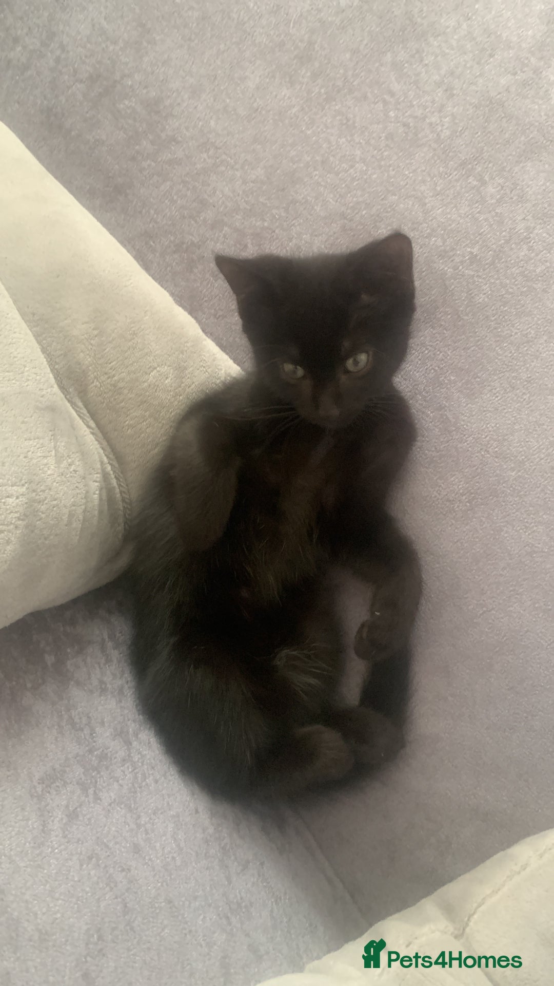 Mixed Breed cats for sale: Black Kitten/Green Eyes - MALE - Image 1