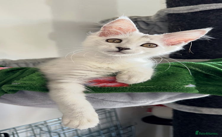 Maine Coon cats - Advert 13