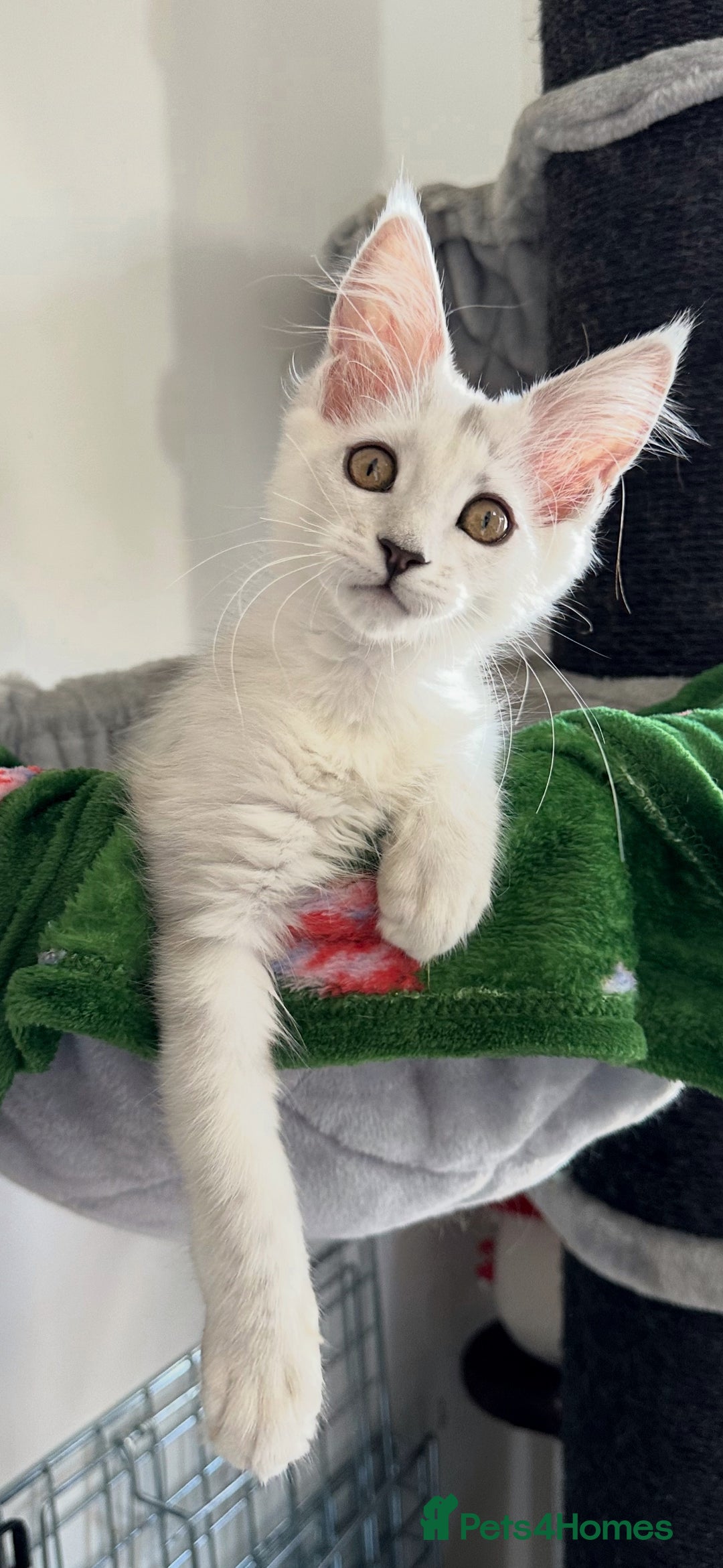 Maine Coon cats for sale: Gorgeous Blue Shaded Maine Coons  - Image 1