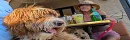 Goldendoodle dogs for stud: Tuxedo Australian Double Doodle - Advert 16