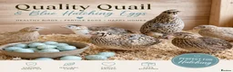 Quail poultry for sale: 12 Celadon Quail Hatching Eggs – Blue Egg Gene - Advert 1