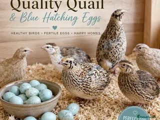 Quail poultry for sale: 12 Celadon Quail Hatching Eggs – Blue Egg Gene - Advert 1
