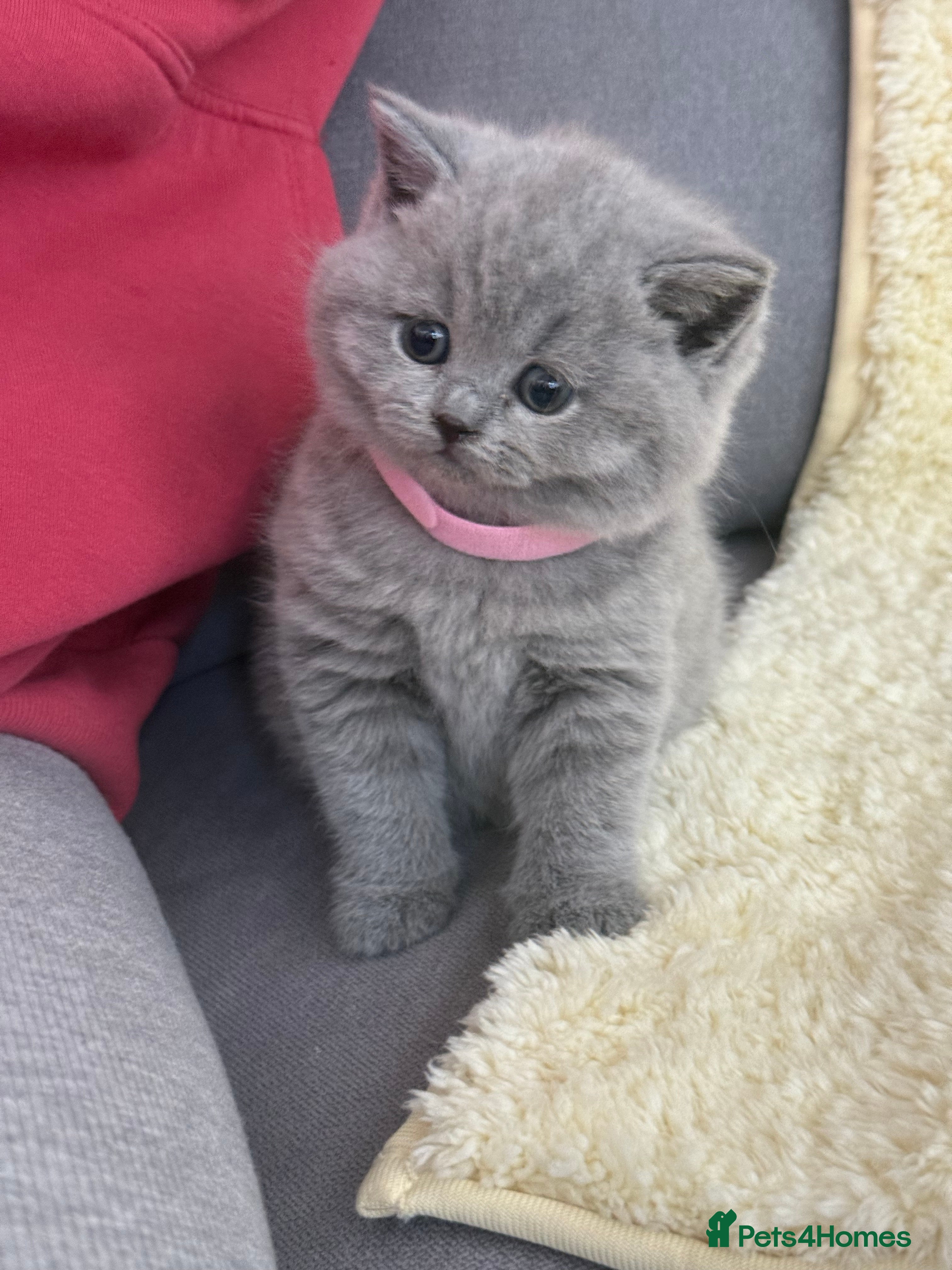 British Shorthair cats British shorthair kittens 💕💙💕 - Advert 1