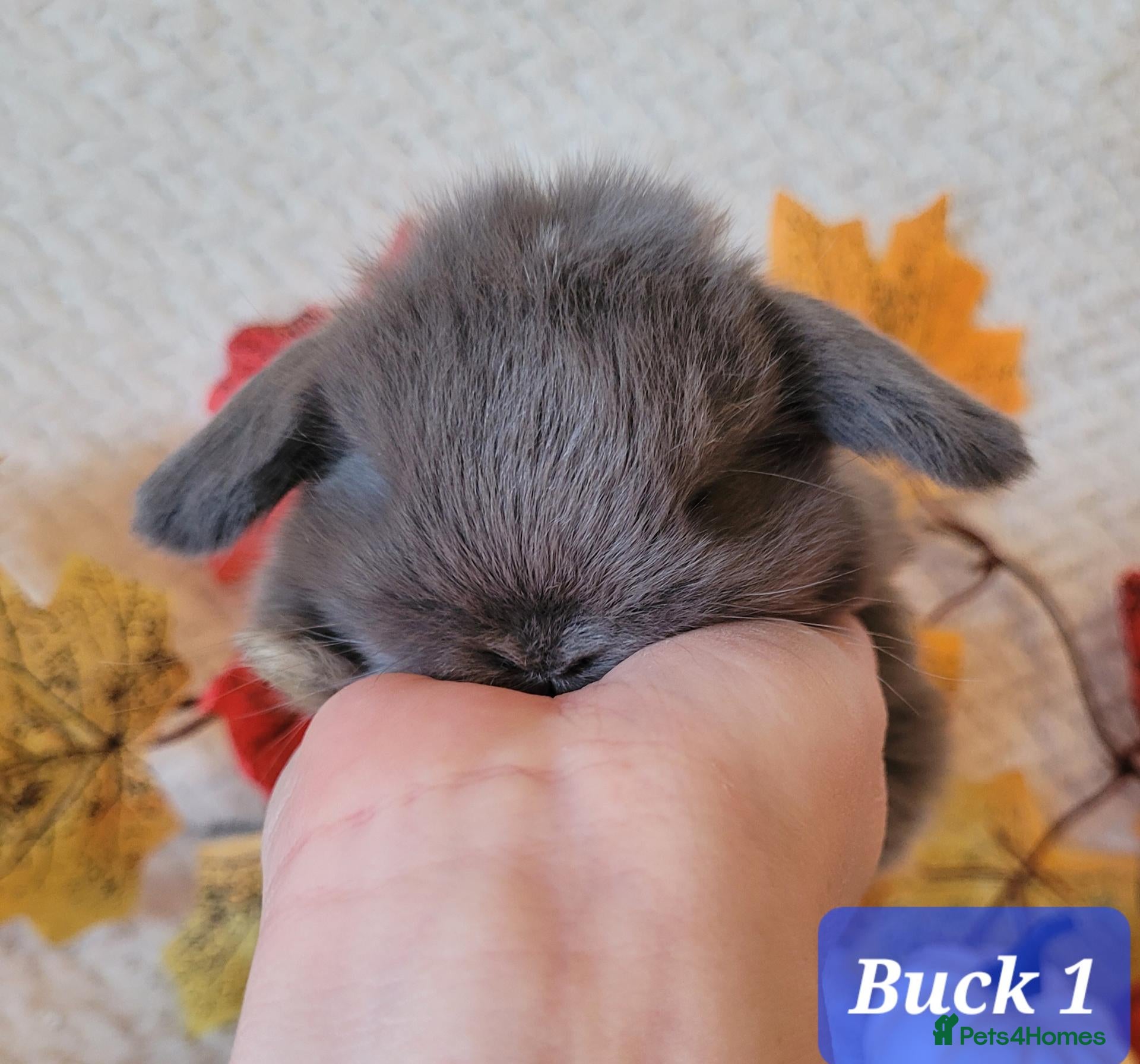 Mini Lop rabbits Beautiful pure bred mini lops - Advert 2