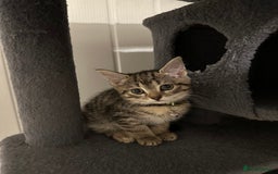 Mixed Breed cats for sale: 5 gorgeous kittens ready for their forever homes - Image 2
