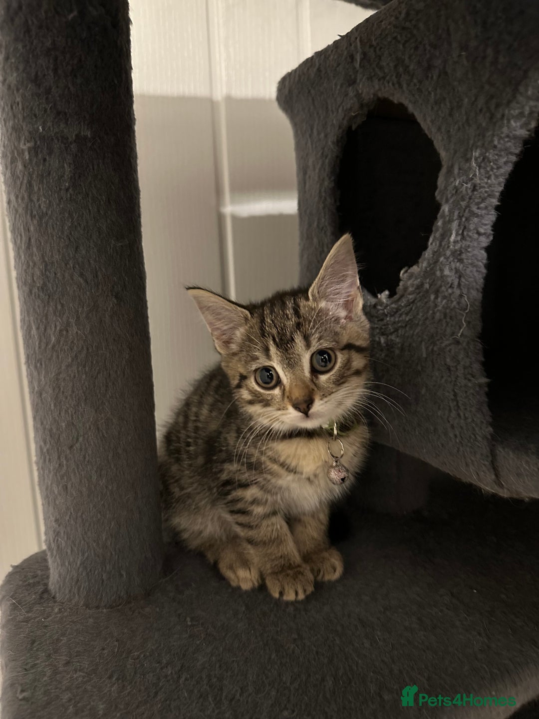 Mixed Breed cats for sale: 5 gorgeous kittens ready for their forever homes - Image 2