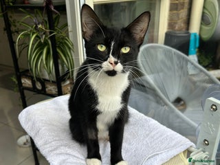 British Shorthair cats - Advert 32