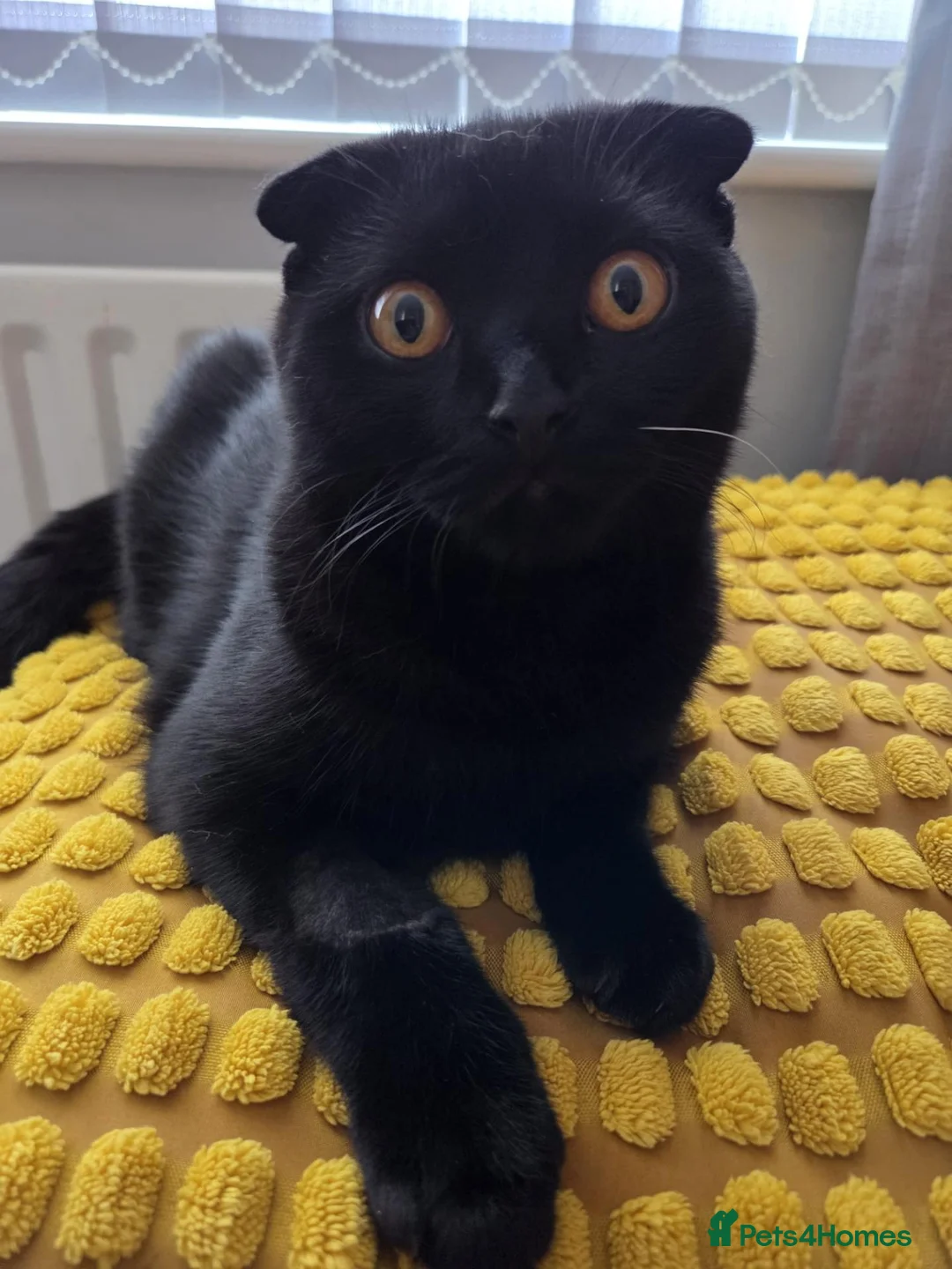 Scottish Fold cats for sale: Black male scottish fold for sale - Advert 2