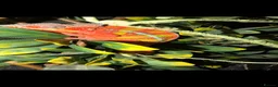Chameleon reptiles for sale: Male panther chameleon  - Advert 2