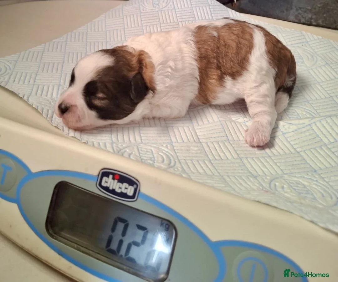 Pomapoo dogs for sale: *Rare Parti marked Pomapoo boys * - Advert 10