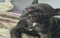 French Bulldog dogs for sale: French Bulldogs  - Image 2