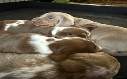 Miniature Dachshund dogs for sale: Beautiful kc mini dachshunds  - Image 19