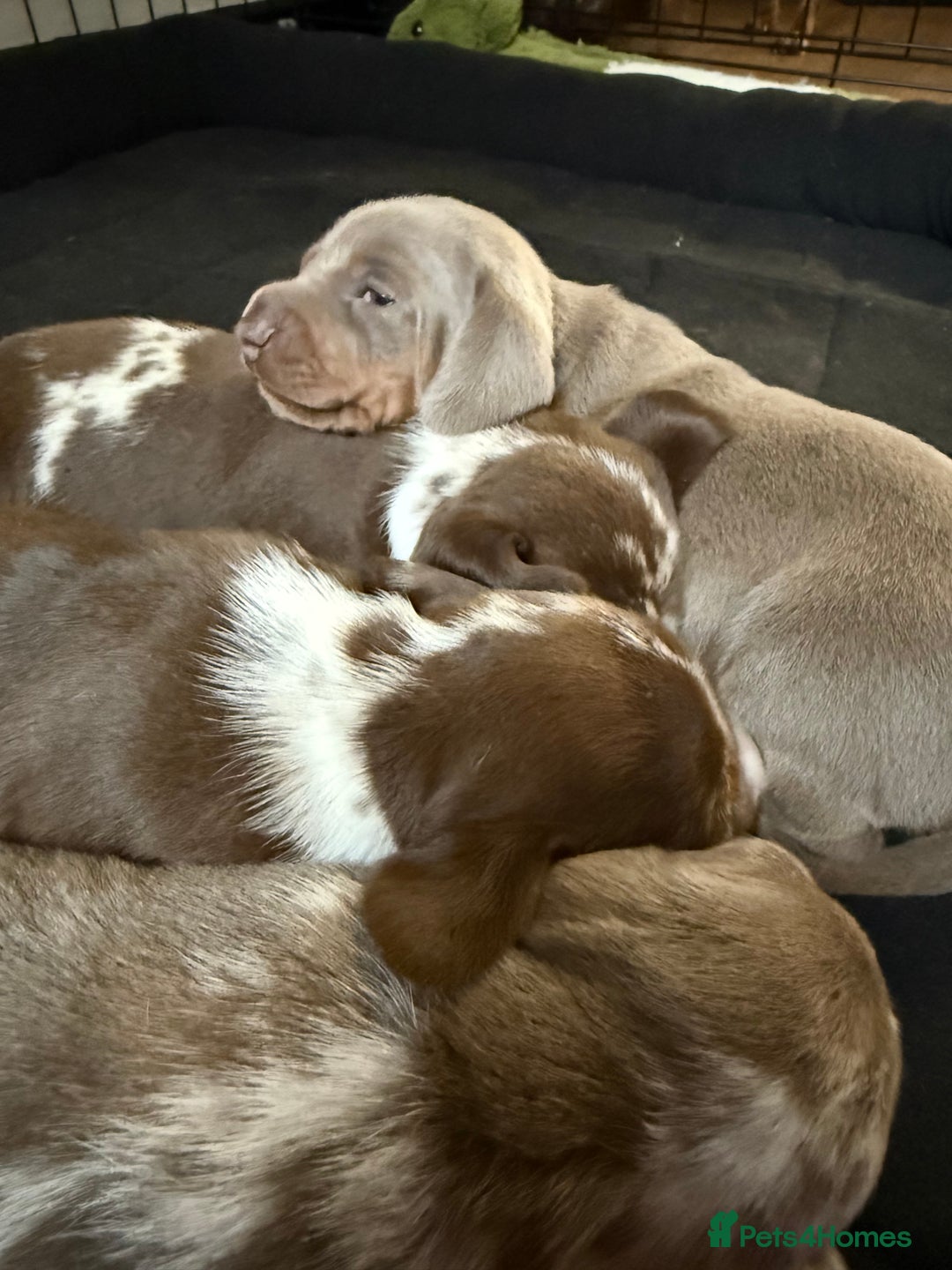 Miniature Dachshund dogs for sale: Beautiful kc mini dachshunds  - Image 19
