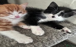 British Shorthair cats for sale: Black and white kitten  - Image 1
