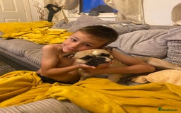 Frug dogs for sale: very loving female frug  - Image 3