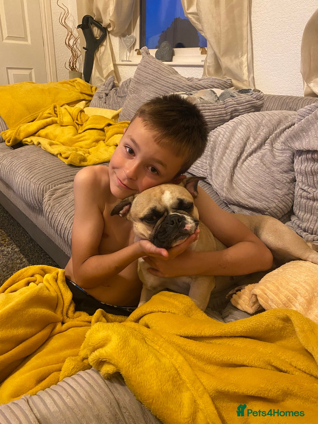 Frug dogs for sale: very loving female frug  - Image 3