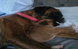 Boxer dogs for sale: KC PEDIGREE BOXER PUPPIES  - Image 24