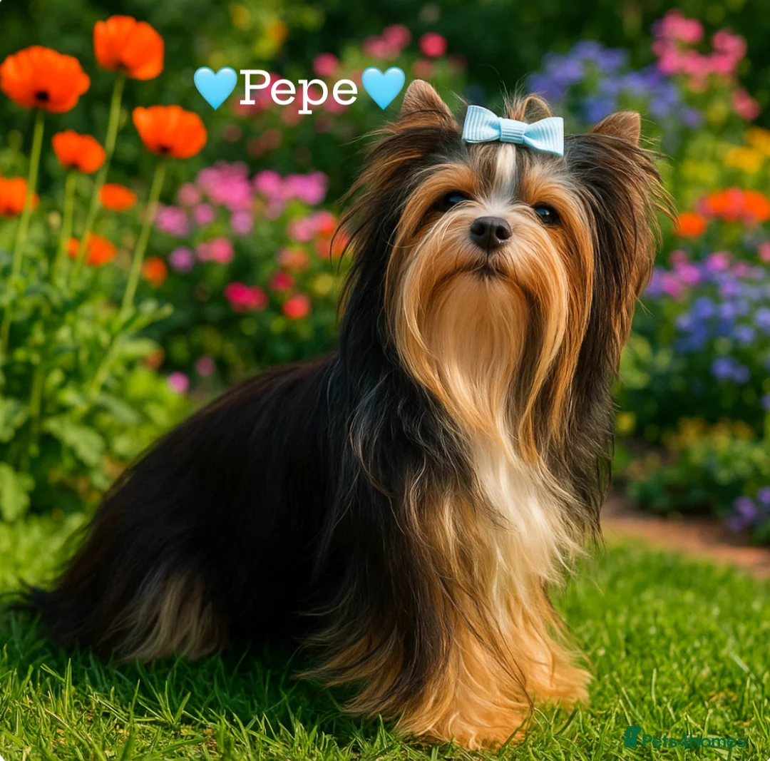 Yorkshire Terrier dogs for sale: Adorarable Yorkie Boys 5🌟Licenced Breeder - Advert 2