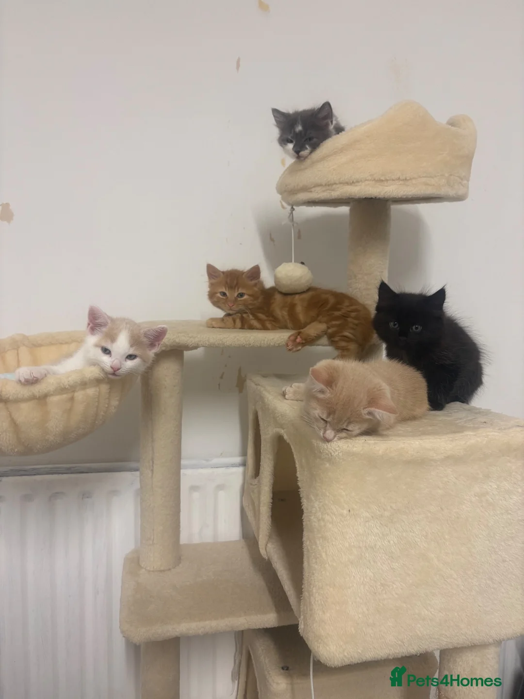 Mixed Breed cats for sale: Beautiful Bengal Mix Kittens Ready to go🐾 - Advert 1