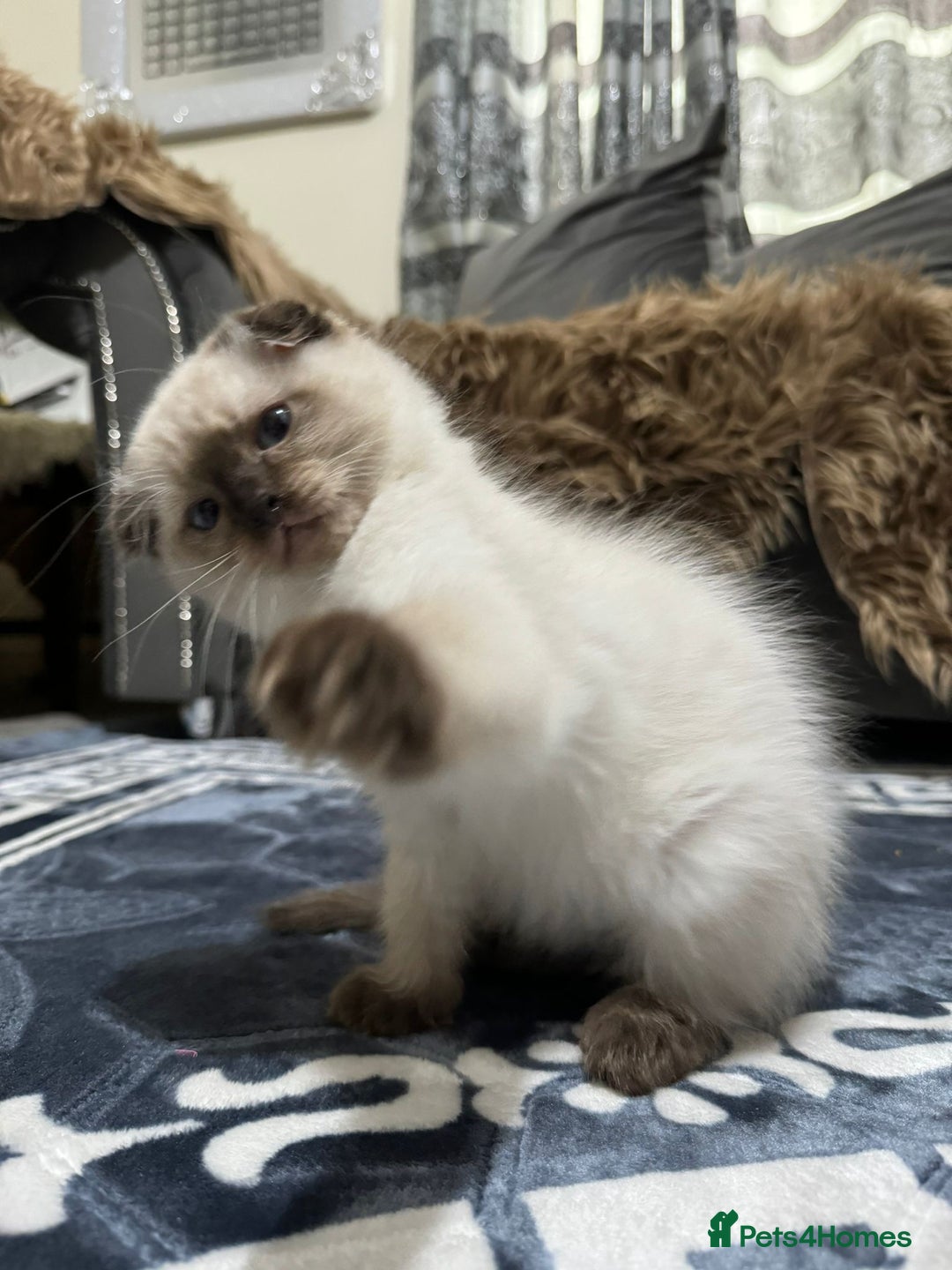 Scottish Fold cats for sale: 1 left Scottish fold  🌹 in Bradford - Image 4