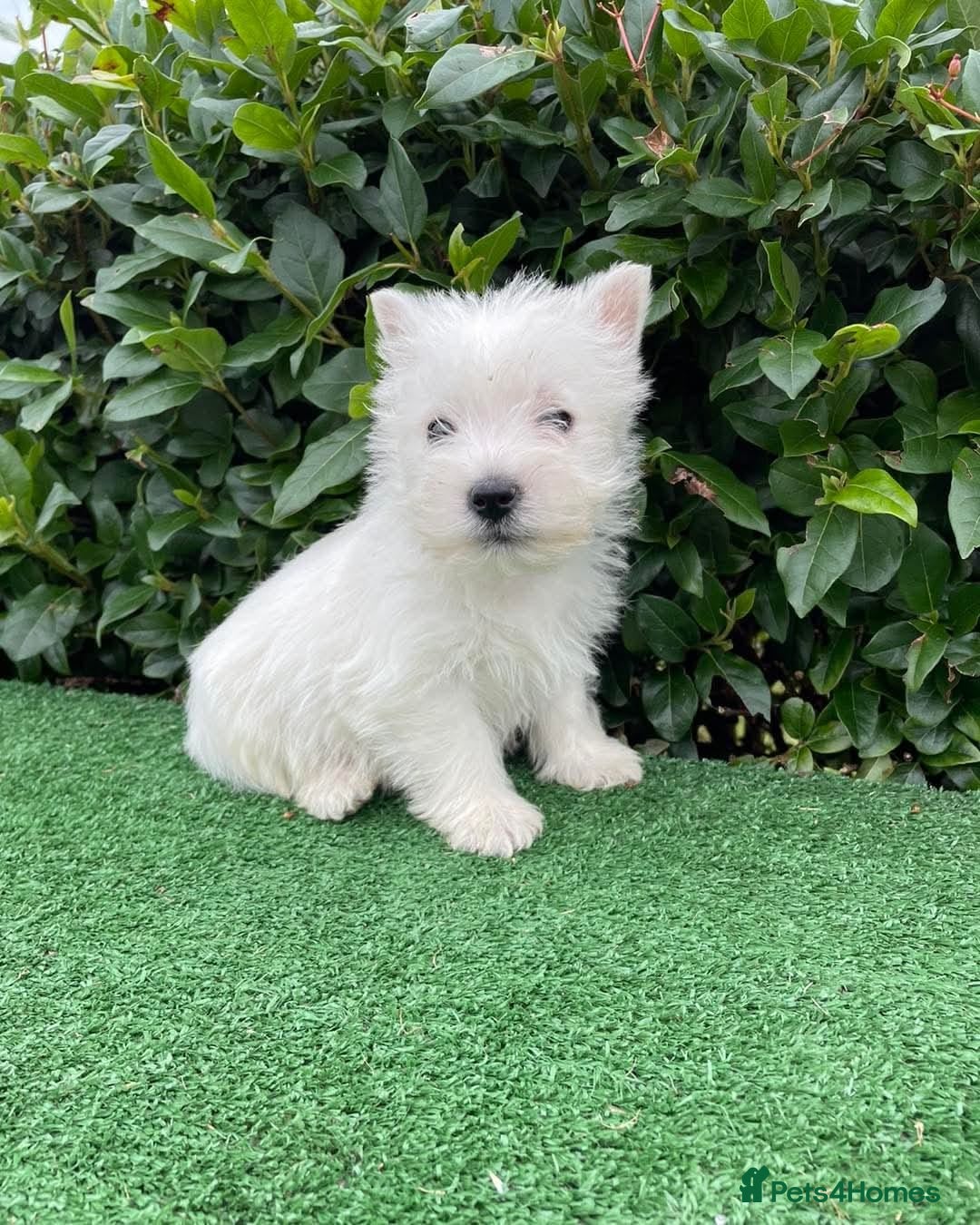 West Highland Terrier dogs for sale: Stunning West Highland puppies - Image 7