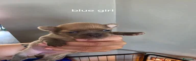 Chihuahua 2