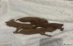 Cavapoo dogs for sale: Red Toy cavapoos  - Image 3