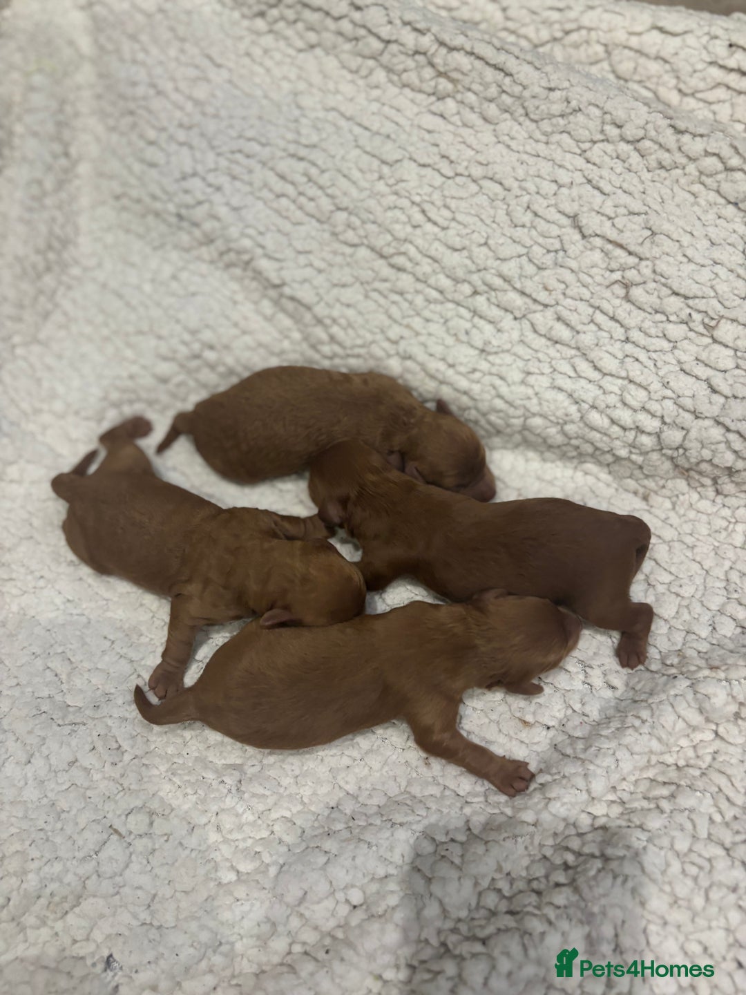 Cavapoo dogs for sale: Red Toy cavapoos  - Image 3