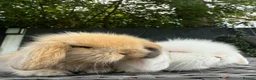 Mini Lion Lop rabbits for sale: Beautiful Mini Lion Lop Boys - Advert 12