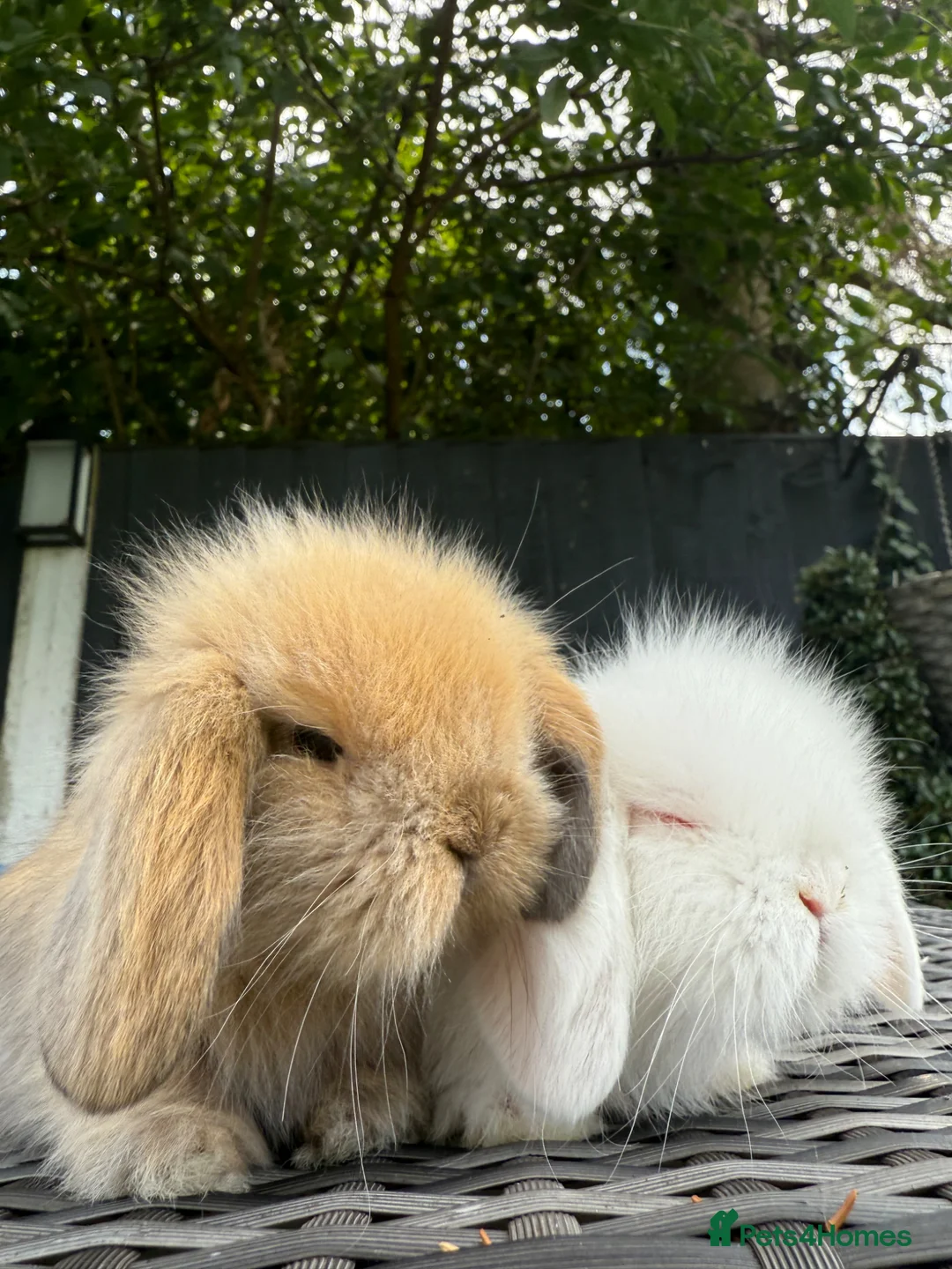 Mini Lion Lop rabbits for sale: Beautiful Mini Lion Lop Boys - Advert 12