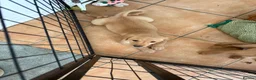 Labrador Retriever dogs for sale: 2 FOX RED LABRADOR BOYS LEFT READY NOW  - Advert 1