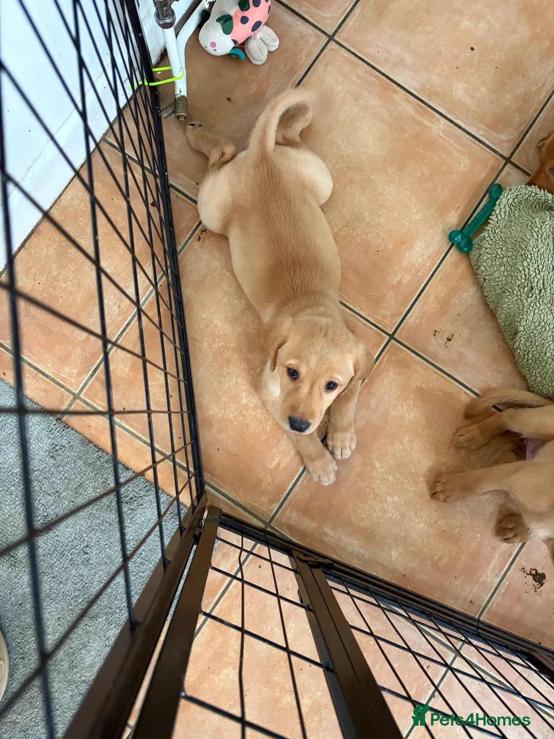 Labrador Retriever dogs for sale: 2 FOX RED LABRADOR BOYS LEFT READY NOW  - Advert 1
