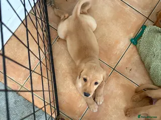 Labrador Retriever dogs 2 FOX RED LABRADOR BOYS LEFT READY NOW - Advert 3