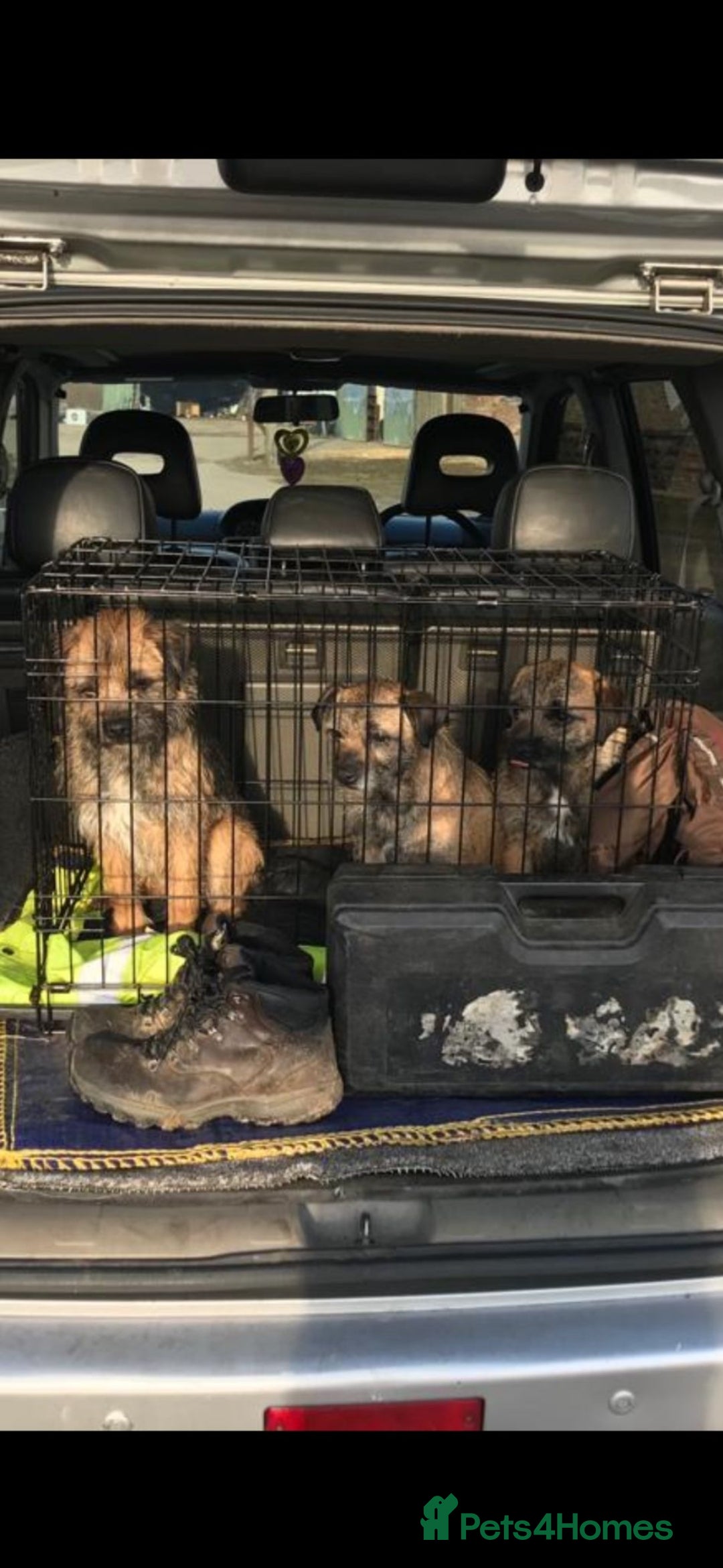 Border Terrier dogs Border Terrier Female Puppy - Advert 1