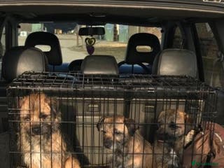 Border Terrier dogs Border Terrier Female Puppy - Advert 1