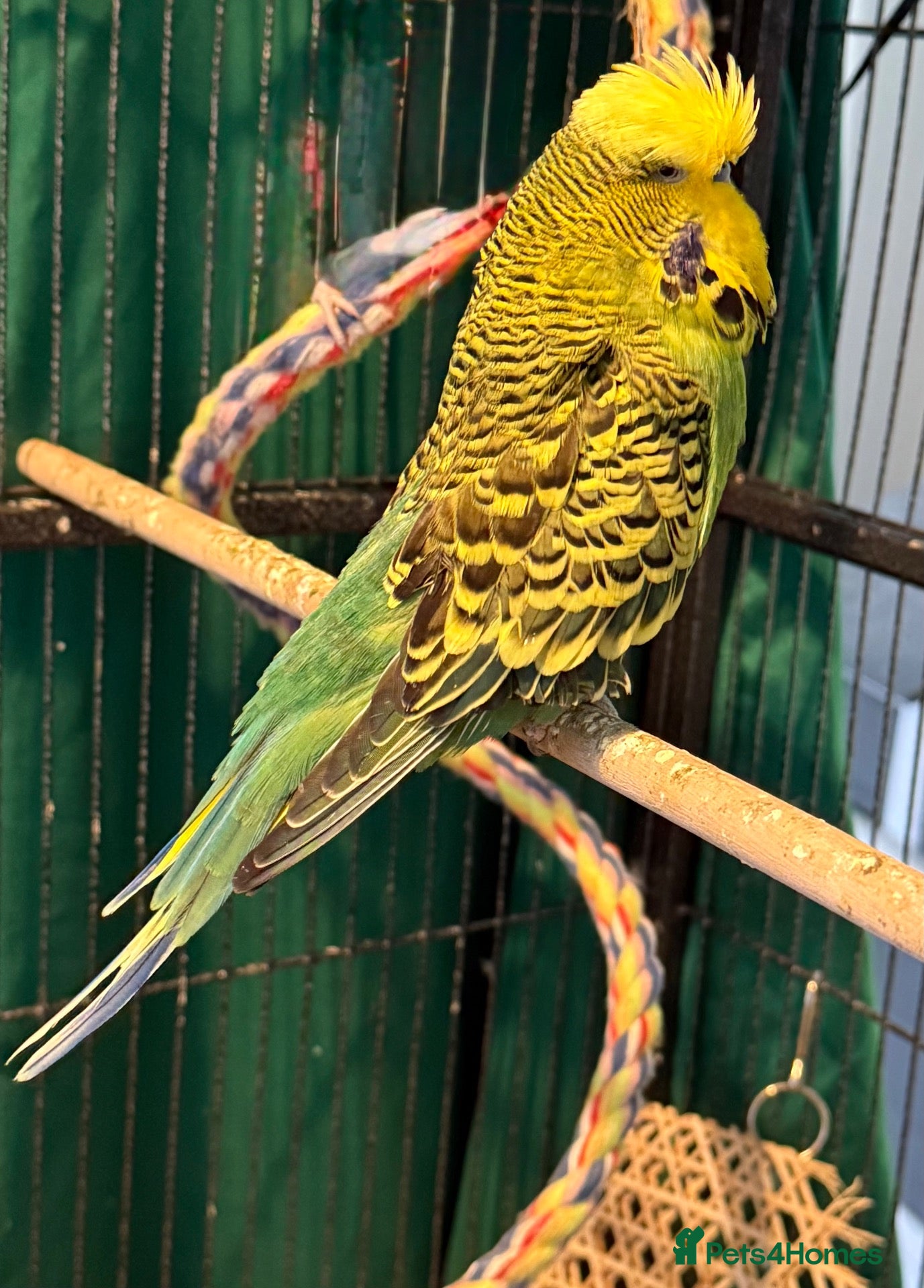 Budgerigars birds Pair of male  English budgies  Runcorn wa7  - Advert 2