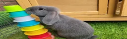 Mini Lop rabbits for sale: Beautiful Mini Lop Mix Rabbits - READY THURSDAY  - Advert 12
