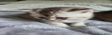 Scottish Fold Kitten 1