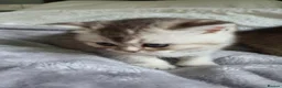 Scottish Fold cats for sale: Scottish Fold Kittens Available - Advert 3